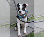 Small #2 Boston Terrier Mix
