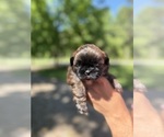 Puppy Teddy Shih Tzu