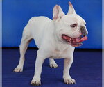 Small #1 French Bulldog