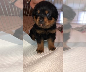 Rottweiler Puppy for sale in ROCKFORD, IL, USA