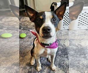 Mutt Dogs for adoption in Westwood, NJ, USA