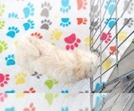Small #3 Maltese-Poodle (Toy) Mix