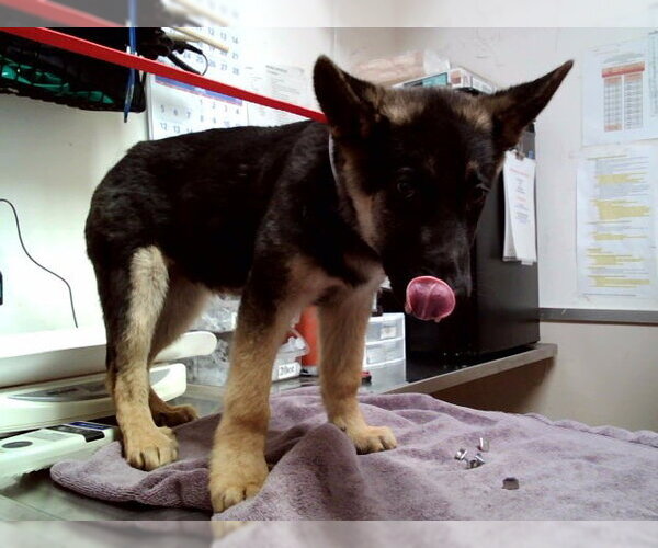 Medium Photo #1 German Shepherd Dog Puppy For Sale in Martinez, CA, USA