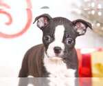 Small Photo #1 Boston Terrier Puppy For Sale in BEL AIR, MD, USA