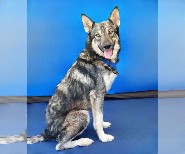 Medium Photo #2 German Shepherd Dog-Siberian Husky Mix Puppy For Sale in Pasadena, CA, USA