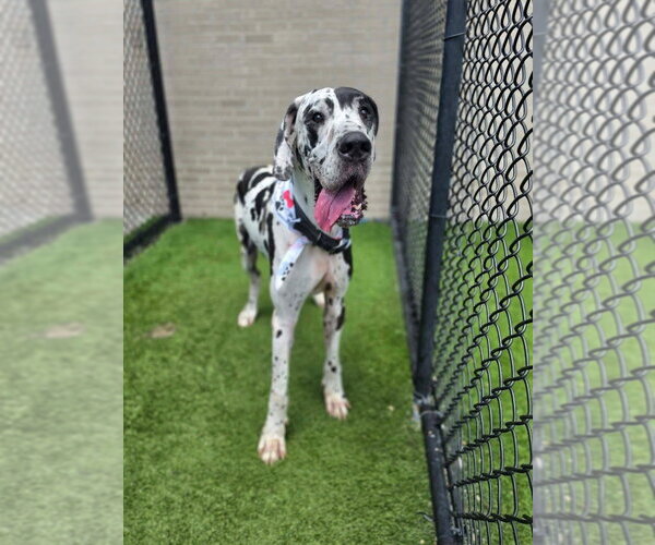 Medium Photo #1 Great Dane Puppy For Sale in Bullard, TX, USA