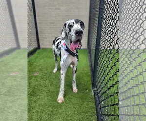 Great Dane Dogs for adoption in Bullard, TX, USA