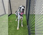 Small Great Dane