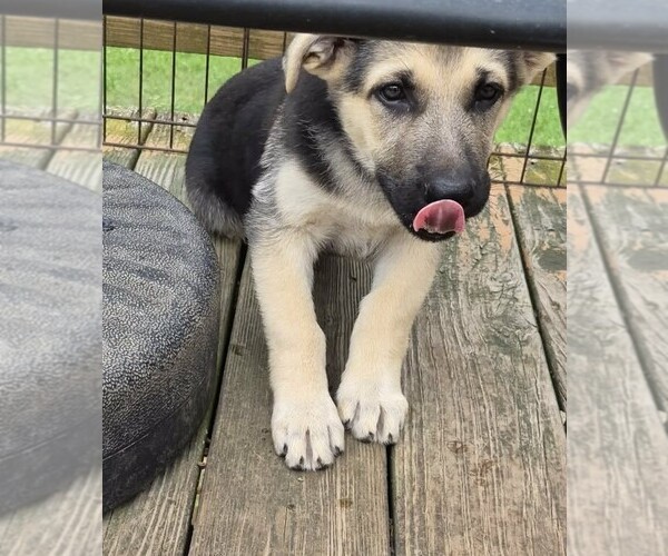 Medium Photo #3 German Shepherd Dog Puppy For Sale in WYTHEVILLE, VA, USA