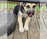 Small #2 German Shepherd Dog