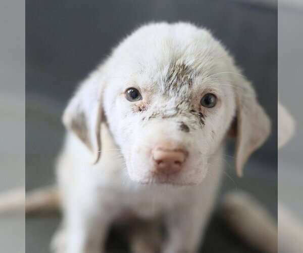 Medium Photo #1 Labrador Retriever Puppy For Sale in San Antonio, TX, USA