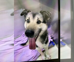 Gerberian Shepsky Dogs for adoption in Fairbanks, AK, USA