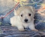 Puppy Amelia ON HOLD Coton de Tulear