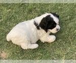 Small Photo #9 Cocker Spaniel Puppy For Sale in AVONDALE-GOODYEAR, AZ, USA