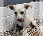 Small #3 Chihuahua Mix