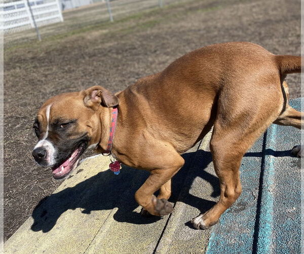 Medium Photo #5 Boxer-Unknown Mix Puppy For Sale in Virginia Beach, VA, USA