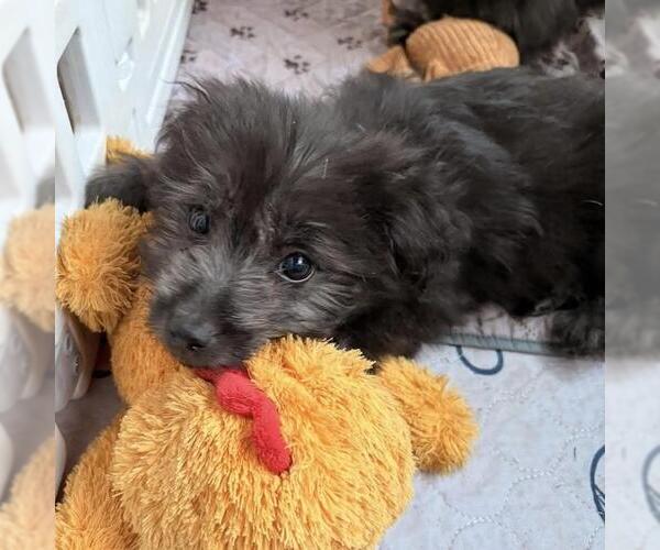 Medium Photo #4 Maltichon Puppy For Sale in San Diego, CA, USA