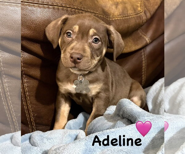 Medium Photo #1 American Staffordshire Terrier-Unknown Mix Puppy For Sale in Holly Springs, NC, USA