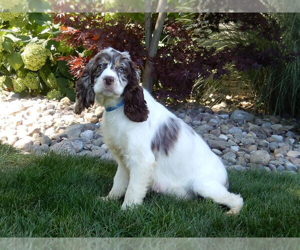 Medium Photo #1 Cock-A-Poo Puppy For Sale in MILLERSBURG, OH, USA