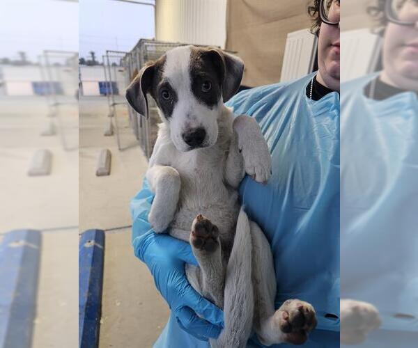 Medium Photo #1 Mutt Puppy For Sale in Bakersfield, CA, USA