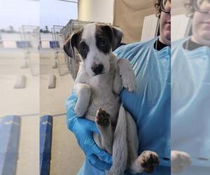 Mutt Dogs for adoption in Bakersfield, CA, USA