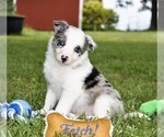 Small Photo #56 Border Collie Puppy For Sale in STRAFFORD, MO, USA