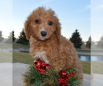 Small Photo #9 Cavapoo Puppy For Sale in CELINA, OH, USA