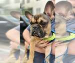 Small #1 French Bulldog