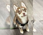 Small #2 Siberian Husky Mix