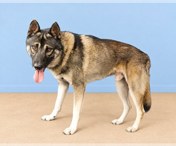 Medium Photo #2 German Shepherd Dog-Unknown Mix Puppy For Sale in Pasadena, CA, USA