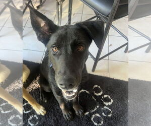 Medium Labrador Retriever Mix