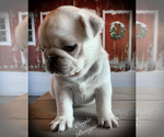 Small Photo #1 Pug Puppy For Sale in DANVILLE, KY, USA