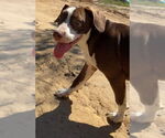 Small #9 Mountain Cur Mix