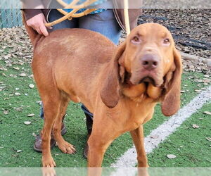 Bloodhound-Unknown Mix Dogs for adoption in Oroville, CA, USA