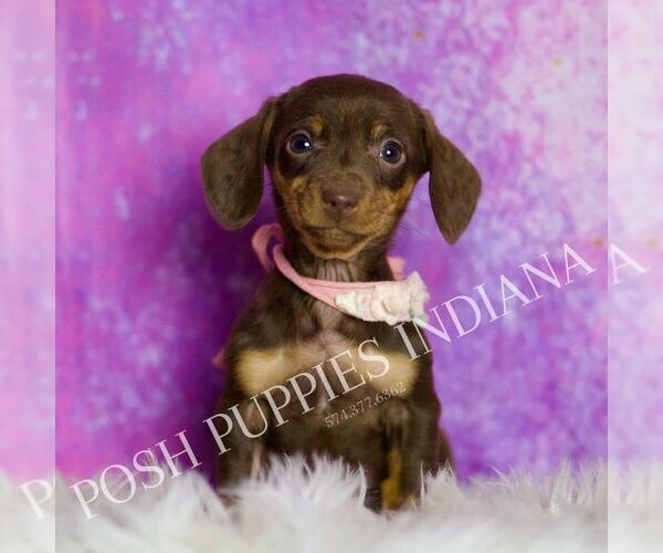Medium Photo #36 Dachshund Puppy For Sale in WARSAW, IN, USA