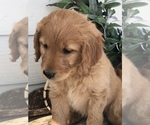 Small Photo #2 Goldendoodle Puppy For Sale in HARRISONBURG, VA, USA