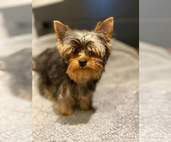 Medium Photo #2 Yorkshire Terrier Puppy For Sale in PALO ALTO, CA, USA