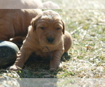 Small Photo #3 Golden Irish Puppy For Sale in WAYLAND, MI, USA