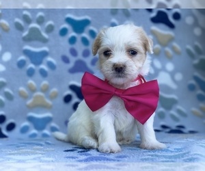 Havanese Puppy for sale in LANCASTER, PA, USA