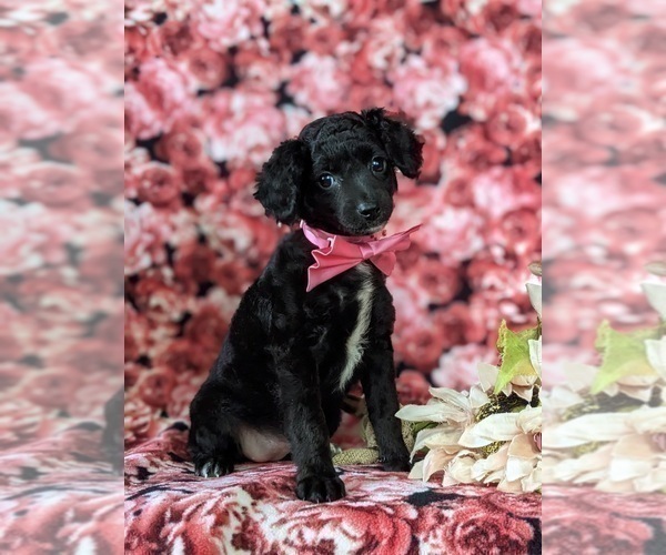 Full screen Photo #3 Bichpoo-Poodle (Miniature) Mix Puppy For Sale in NOTTINGHAM, PA, USA