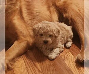 Father of the Cavapoo (Miniature) puppies born on 10/18/2025