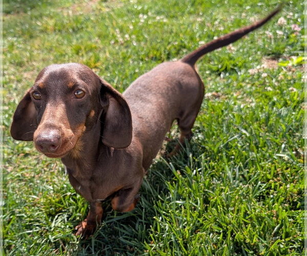 Medium Photo #2 Dachshund Puppy For Sale in Shelbyville, TN, USA