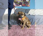 Small #6 Bullmastiff