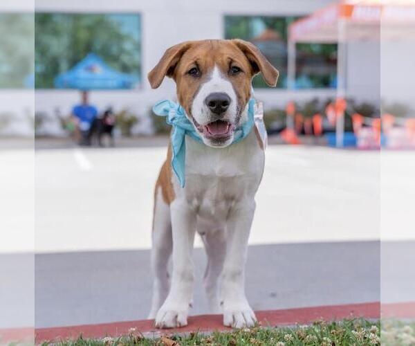 Medium Photo #13 Labrador Retriever-Unknown Mix Puppy For Sale in San Diego, CA, USA