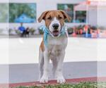 Small #12 Labrador Retriever Mix
