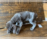 Small #14 German Shorthaired Pointer