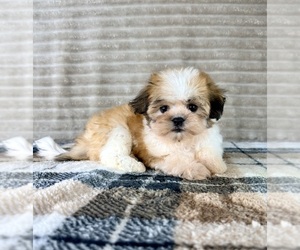 Mal-Shi Puppy for sale in GREENFIELD, IN, USA