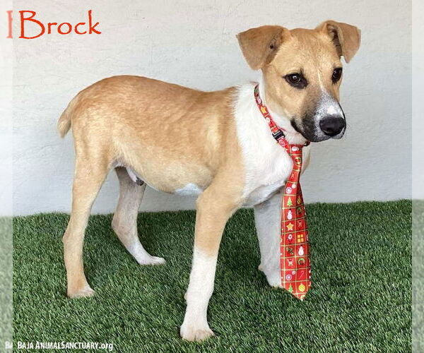 Medium Photo #1 Collie-Labrador Retriever Mix Puppy For Sale in San Diego, CA, USA