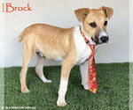 Small Collie-Labrador Retriever Mix