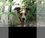 Small #3 Mutt